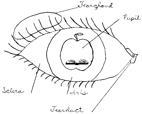 Proverbs 7:2 - Keep my commandments and live, and my law as the apple of thine eye.